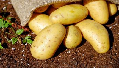 Tons of potatoes dumped in open field in Agra - Know why