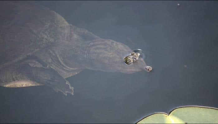 Believed extinct, nest of globally endangered turtle species spotted in Cambodia