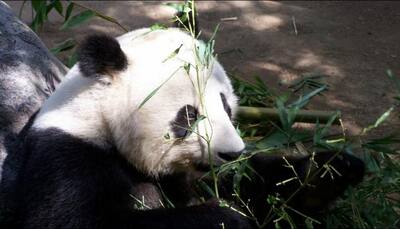 Panda poop soon in the form of paper, household items in China!