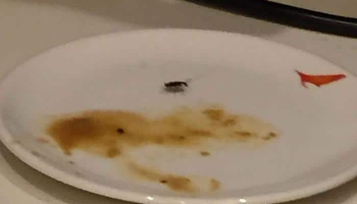 Cockroach on food plate at Air India VIP lounge, airline says sorry