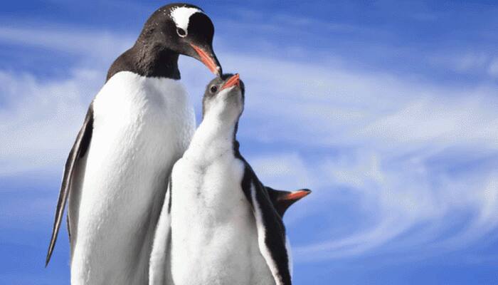 Penguins existed much before than earlier thought. Scientists reveal details