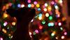 Keep chocolates away from dogs as Christmas season sets in
