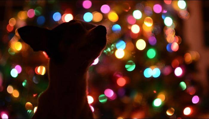 Keep chocolates away from dogs as Christmas season sets in