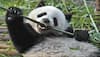 Footprints of pandas can reveal their identities, gender