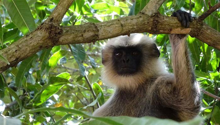 In company of monkeys: 2-year-old in Karnataka and his special bond with langurs