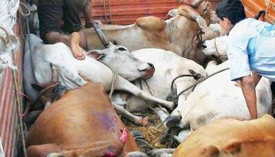 Indulge in cow smuggling and you will be killed: Raj BJP MLA