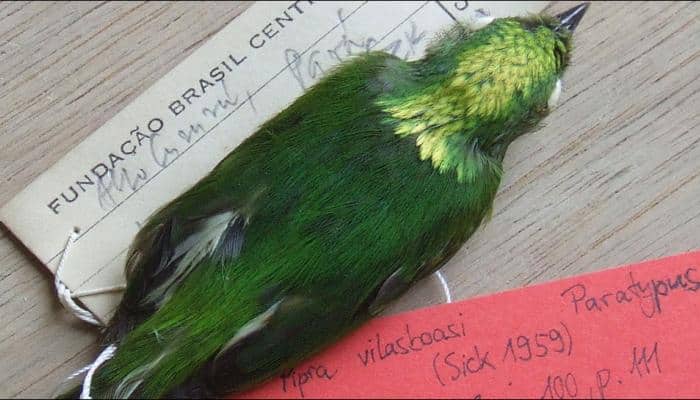 First hybrid bird species, unseen for 45 years, discovered in Amazon rainforest