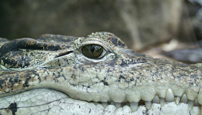 Crocodile walked Melbourne streets on Christmas
