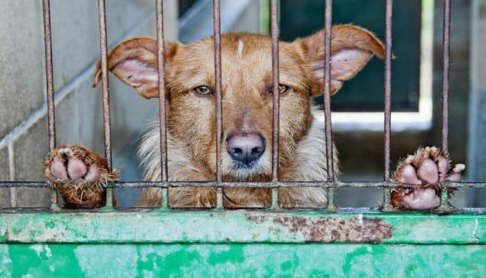 Dog meat business dying a slow death in South Korea as growling protests make effect