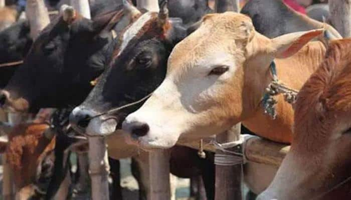 58 cows die Madhya Pradesh cow shelter in 28 days, probe ordered