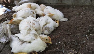 900 fowls culled in Bengaluru to contain bird flu