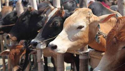 Why silence on mass cow deaths in MP, Congress questions PM Narendra Modi, RSS chief