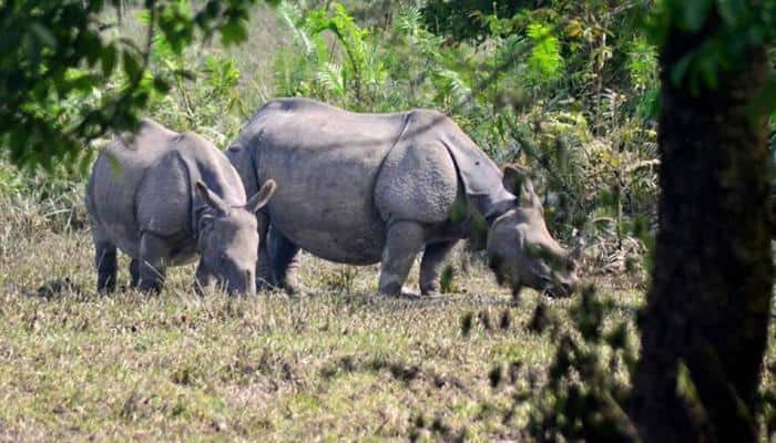 Assam: Manas National Park to get three rhinos, displaced from Kaziranga 