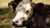 Goa BJP in bind over beef issue: Congress
