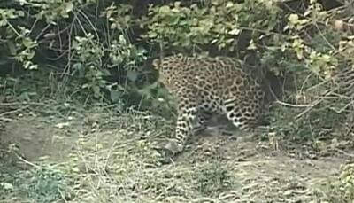 In pics: Leopard gets stuck in trap in J&K's Samba, sent to wildlife sanctuary