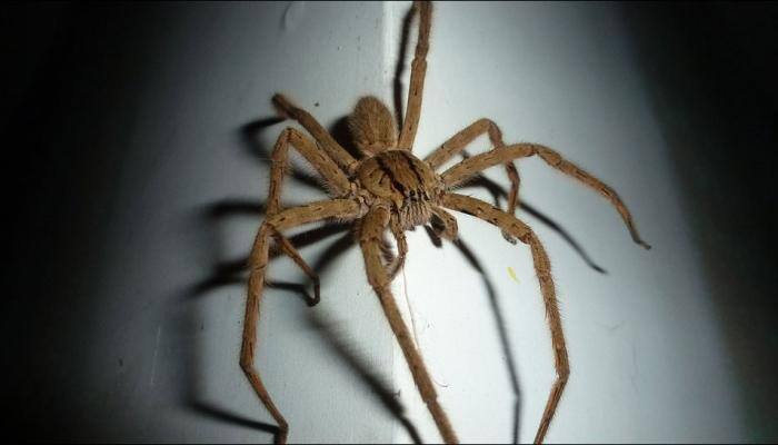 US man sets apartment on fire in an attempt to kill spider