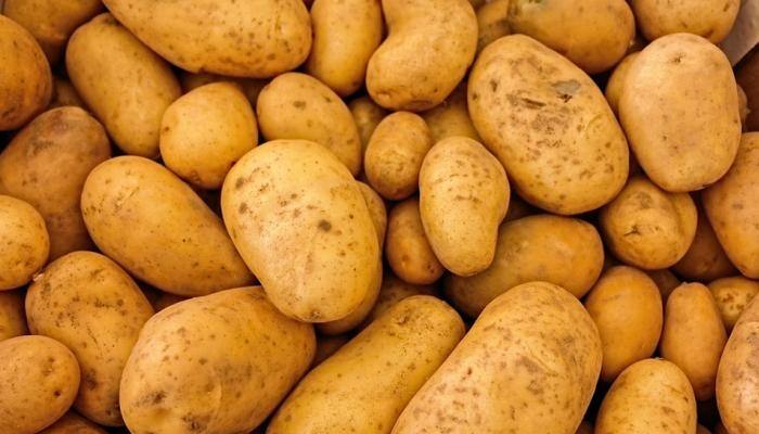 Potato price fall worrying Punjab&#039;s farmers