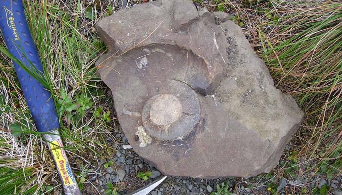 Extinct giant burrowing bat fossil found in New Zealand