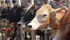 Dalits tonsured, paraded by Hindu Yuva Vahini activists for stealing cows
