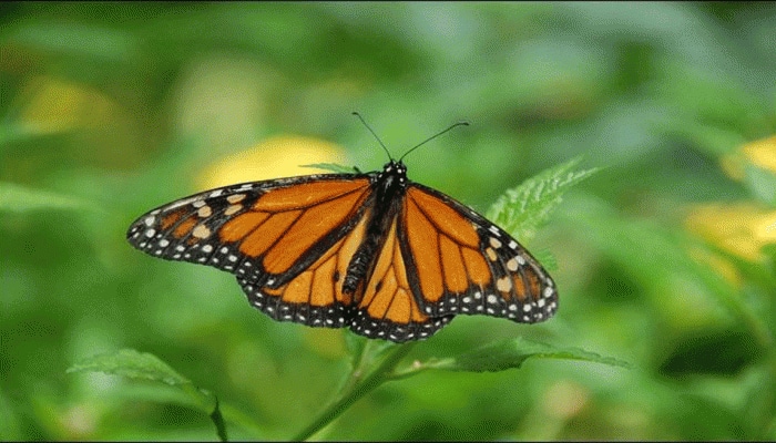 Butterflies origin pushed back in time