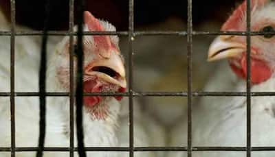 Japan starts chicken cull after confirming bird flu outbreak