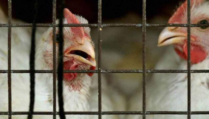 Japan starts chicken cull after confirming bird flu outbreak