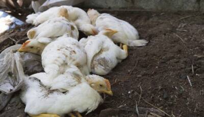 91,000 chickens culled amid bird flu outbreak at Japan farm