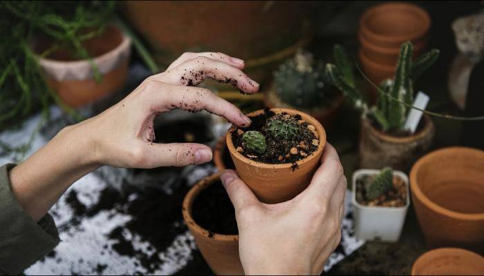 Dig your way to good health: Gardening can help old people remain healthy