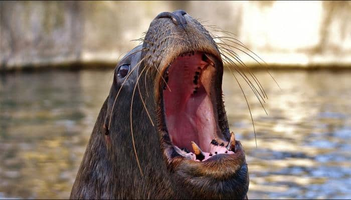 Female swimmer bitten by sea lion in San Francisco