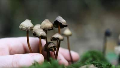 Magic mushrooms may treat depression without dulling emotions