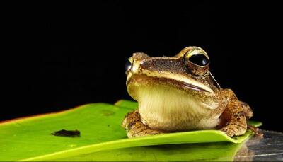 'Clockwork Orange' frog species named after Stanley Kubrick