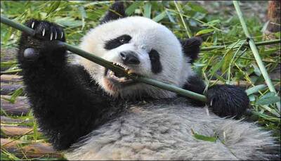Second giant panda baby born in Malaysia