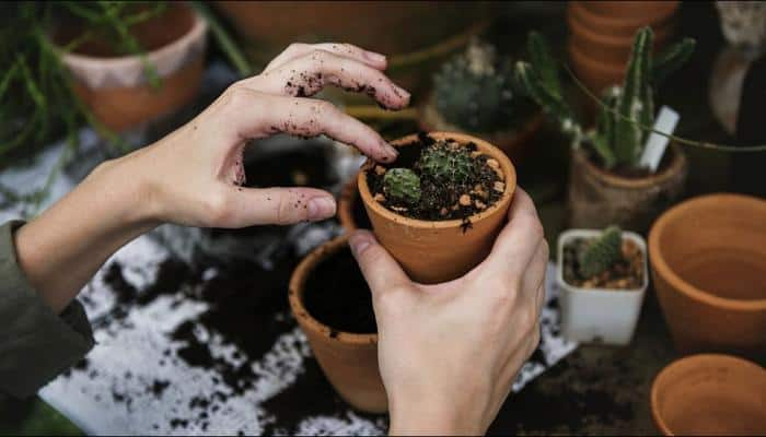 Gardening may improve health of cancer survivors, enhance their self-worth