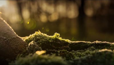 Moss that can remove lead from water identified