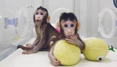China makes breakthrough, successfully clones monkeys