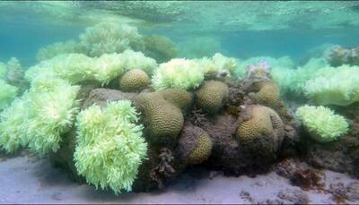Corals becoming diseased due to plastic waste: Study