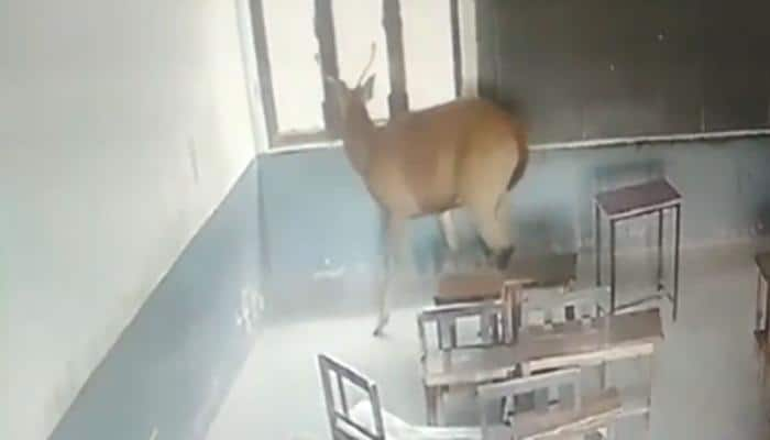 WATCH: This antelope takes a stroll inside classroom in UP&#039;s Moradabad