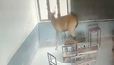 WATCH: This antelope takes a stroll inside classroom in UP's Moradabad