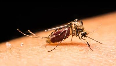 Mosquitoes may remember smells of hosts: Study