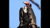 Three red-headed vulture nests found in Cambodia