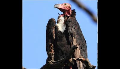 Three red-headed vulture nests found in Cambodia