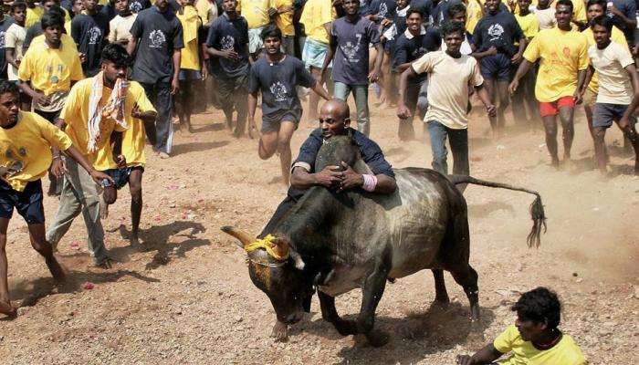 SC frames 5 questions on Jallikattu case, refers matter to Constitution bench SC frames 5 questions on Jallikattu case, refers matter to Constitution bench