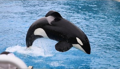 14-year-old killer whale successfully imitates human speech