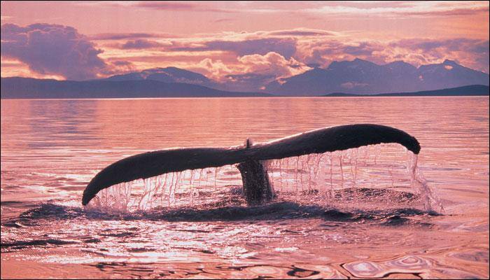 Whales are at 'significant' risk from ocean microplastic, says study