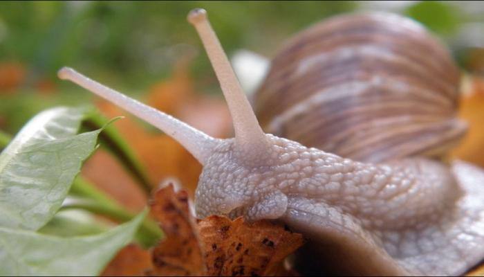 Alien species numbers on the rise, could pose threat to biosecurity: Study
