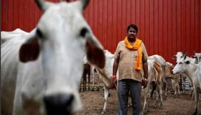 Declare cow as national animal to save human lives: Jamiat Ulema-e-Hind chief