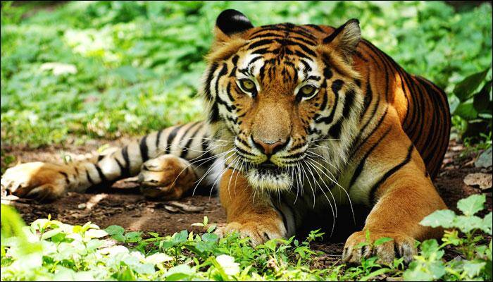 Tiger in Maharashtra to be provided with prosthetic limb with surgeon&#039;s help