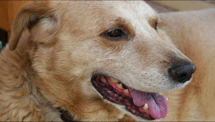 Scientists develop touchscreen games for older dogs to slow down mental deterioration