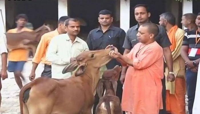UP jails to serve as &#039;gaushalas&#039;, inmates to tend cows