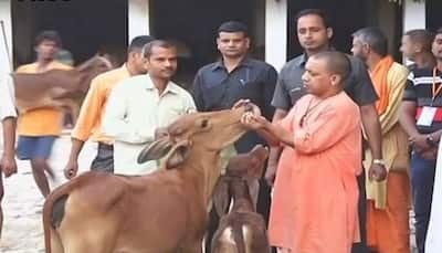 UP jails to serve as 'gaushalas', inmates to tend cows